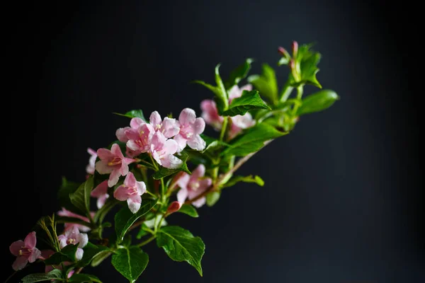 Güzel pembe çiçekler Weigela — Stok fotoğraf