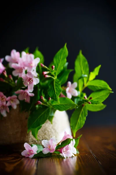 Belles fleurs roses Weigela — Photo
