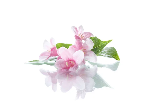 Gyönyörű virágok Weigela — Stock Fotó