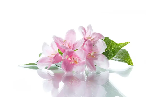 Bellissimi fiori Weigela — Foto Stock