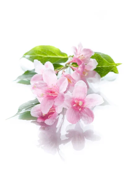 Beautiful flowers Weigela — Stock Photo, Image