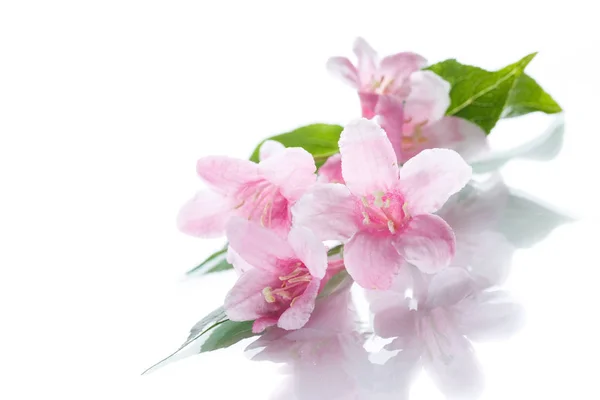 Gyönyörű virágok Weigela — Stock Fotó