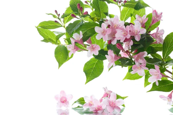 Beautiful flowers Weigela — Stock Photo, Image