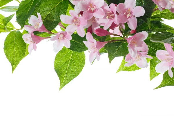 Schöne Blumen weigela — Stockfoto