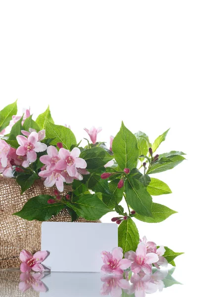 美しい花タニウツギ — ストック写真