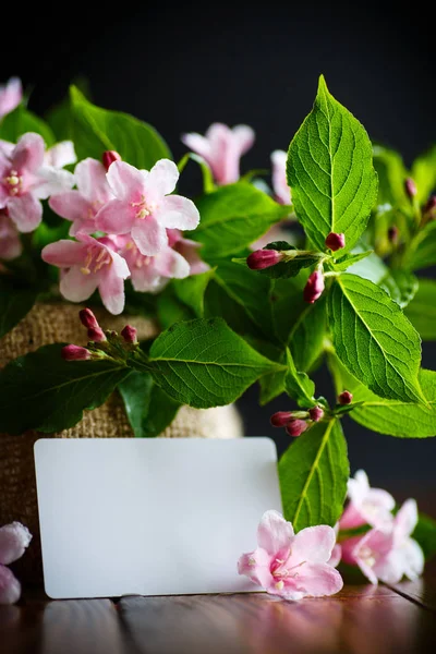 Hermosas flores rosadas Weigela — Foto de Stock