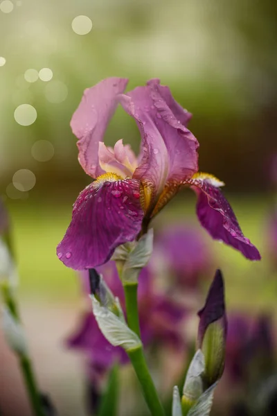 Όμορφα λουλούδια ίριδες — Φωτογραφία Αρχείου