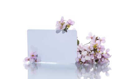 Pembe küçük bahar korun