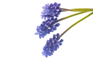 Güzel bir buket bahar çiçeği.