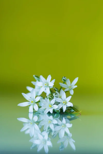 虎眼 umbellatum。美丽的白色鲜花. — 图库照片