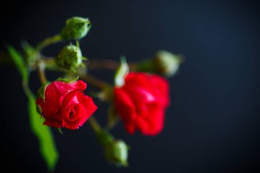 kırmızı gül izole