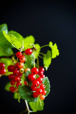 taze kırmızı kuş üzümü