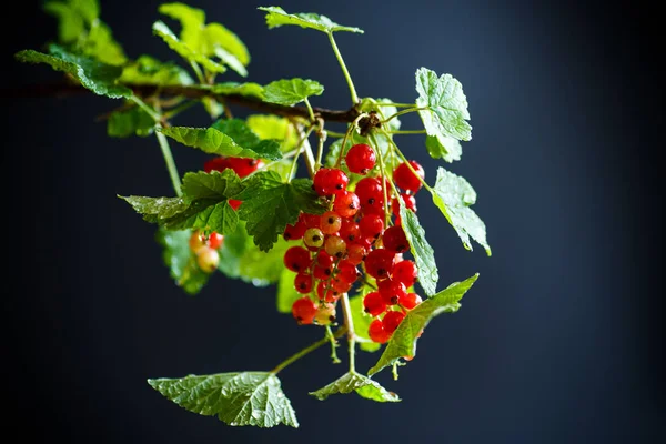 Frische rote Johannisbeere — Stockfoto