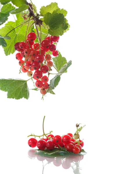 Frische rote Johannisbeere — Stockfoto