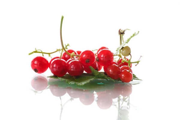 Grosella roja fresca — Foto de Stock