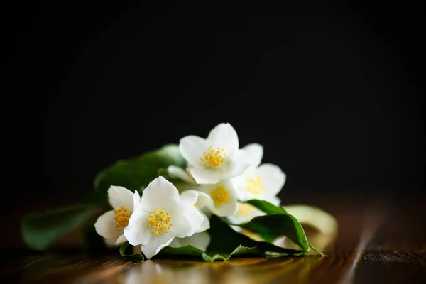 Flor de jasmim branca — Fotografia de Stock