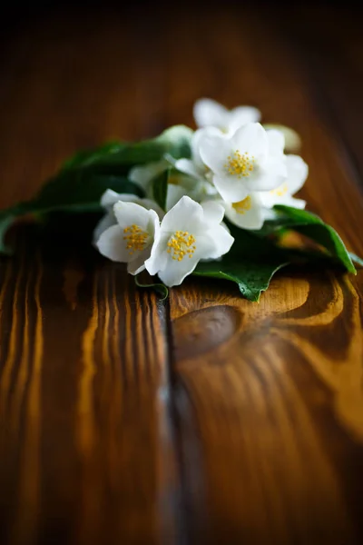 Beyaz Yasemin çiçeği — Stok fotoğraf