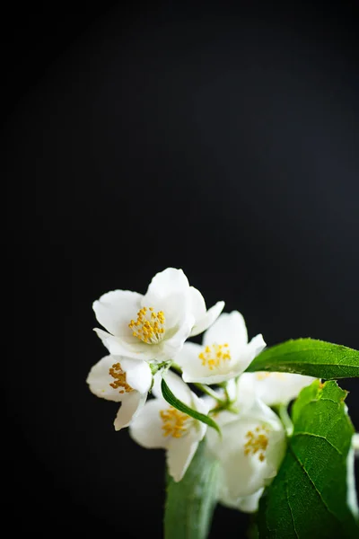 Bílá květina jasmínový — Stock fotografie