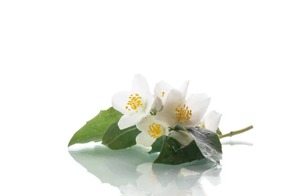 Vit jasmin blomma — Stockfoto