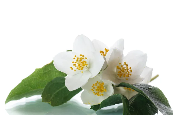 Vit jasmin blomma — Stockfoto