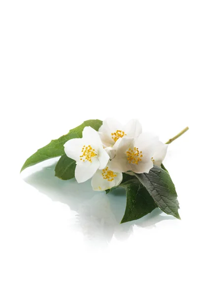 Білі квіти однолітні — стокове фото