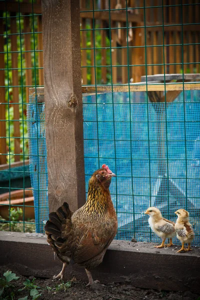 Pollo con polli in un recinto — Foto Stock