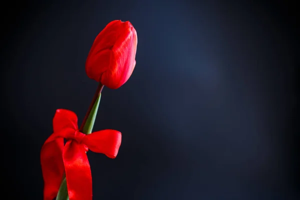 One beautiful red tulip — Stock Photo, Image