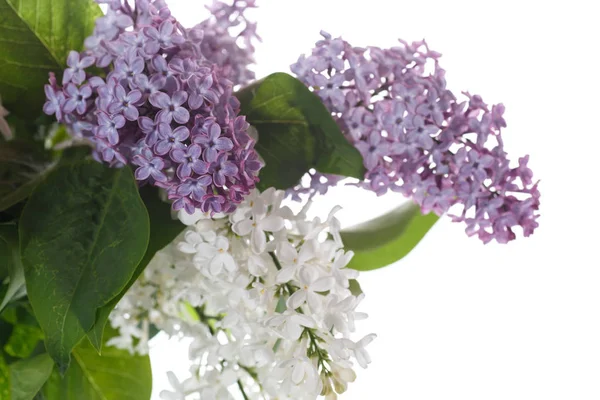 Bouquet de Lilas — Photo