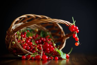 Sepette olgun kırmızı frenk üzümü