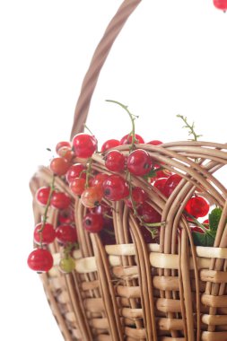 Sepette olgun kırmızı frenk üzümü