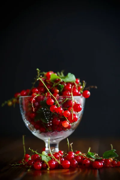 Ripe red currant in a glass vase — Stock Photo, Image
