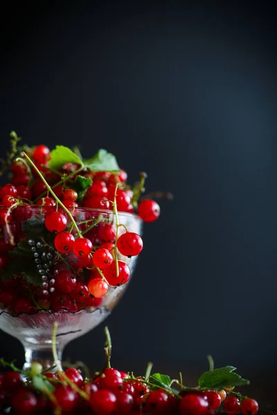 Ripe red currant in a glass vase — Stock Photo, Image