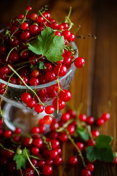 Ripe red currant in a glass vase — Stock Photo, Image