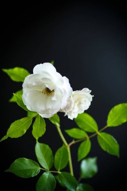 Çiçek güzel beyaz gül