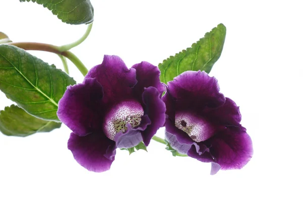 Szép virágzó virág Ibolya — Stock Fotó