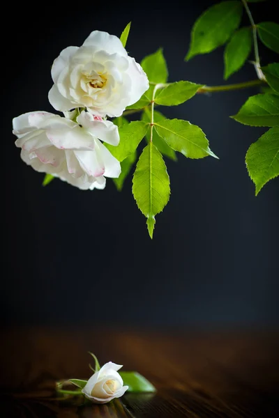 Floreciente hermosa rosa blanca — Foto de Stock