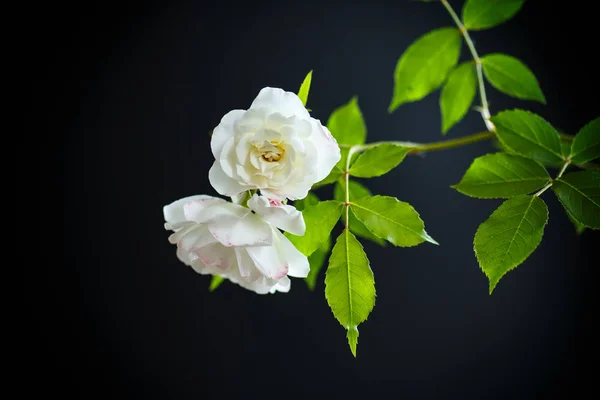 Fioritura bella rosa bianca — Foto Stock