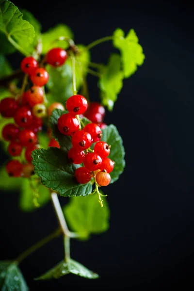 Frische rote Johannisbeere — Stockfoto