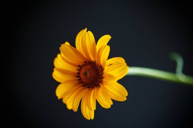 Sarı papatya buketi