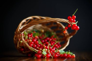 Sepette olgun kırmızı frenk üzümü