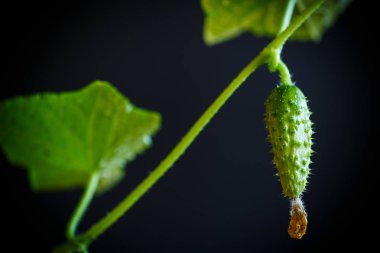 Salatalık büyüyen ile şube