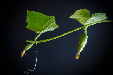 Salatalık büyüyen ile şube