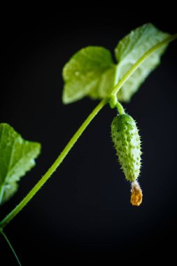 Salatalık büyüyen ile şube