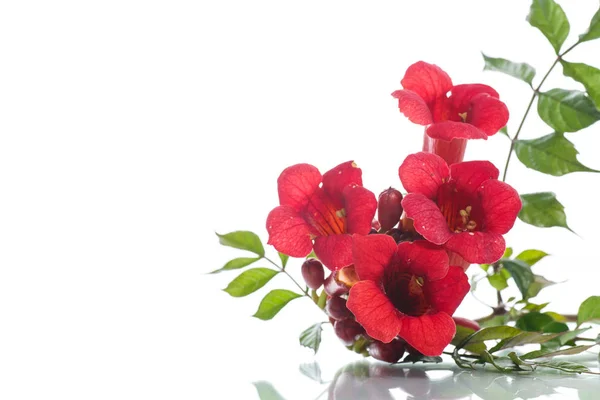 Blooming red flower Campsis — Stock Photo, Image