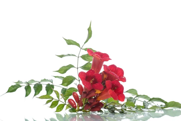 피는 붉은 꽃 능소화속 — 스톡 사진