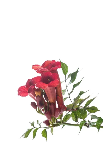 赤い花ウォーキング途中に咲く — ストック写真