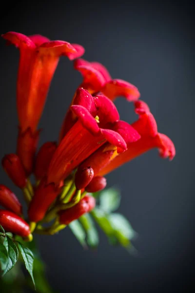 Kwitnący kwiat czerwony Milin (roślina) — Zdjęcie stockowe