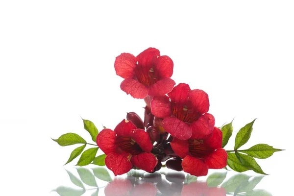 Florescendo campsis flor vermelha — Fotografia de Stock