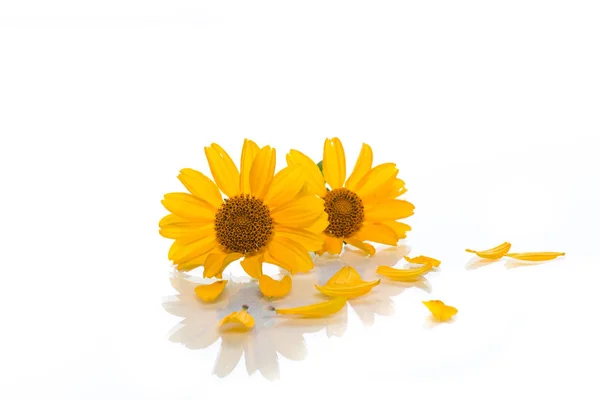 Bouquet de marguerites jaunes — Photo