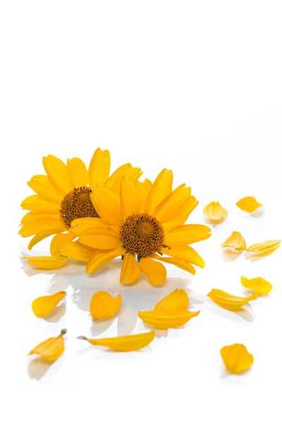 Bouquet de marguerites jaunes — Photo